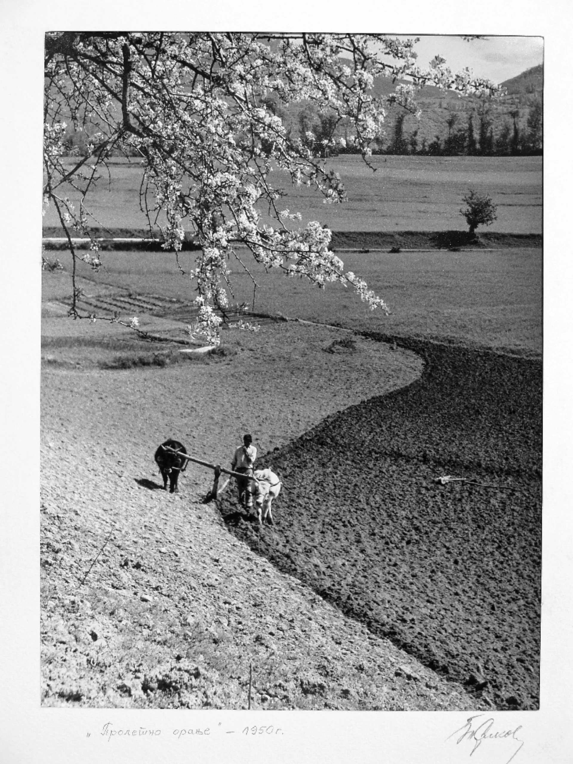 Пролетно орање, 1950 година, Благоја Дрнков